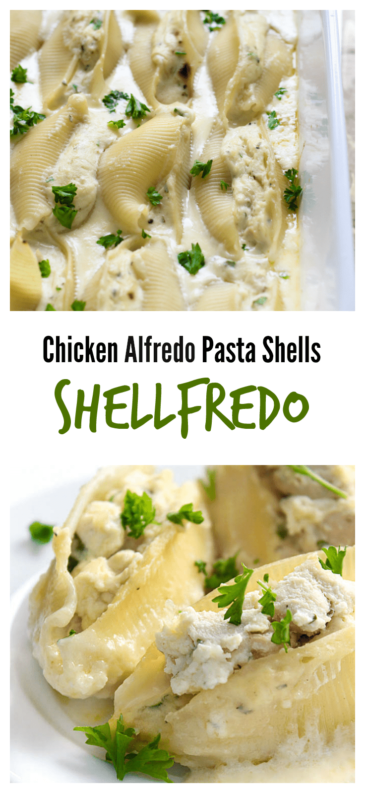 Chicken Alfredo pasta shells are decadent and delicious. These shellfredos have ricotta chicken stuffed shells swimming in a rich Alfredo sauce.